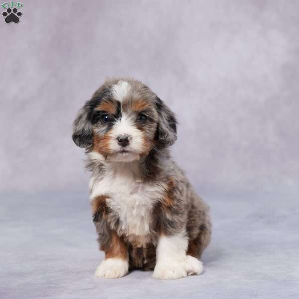 Bono, Mini Bernedoodle Puppy